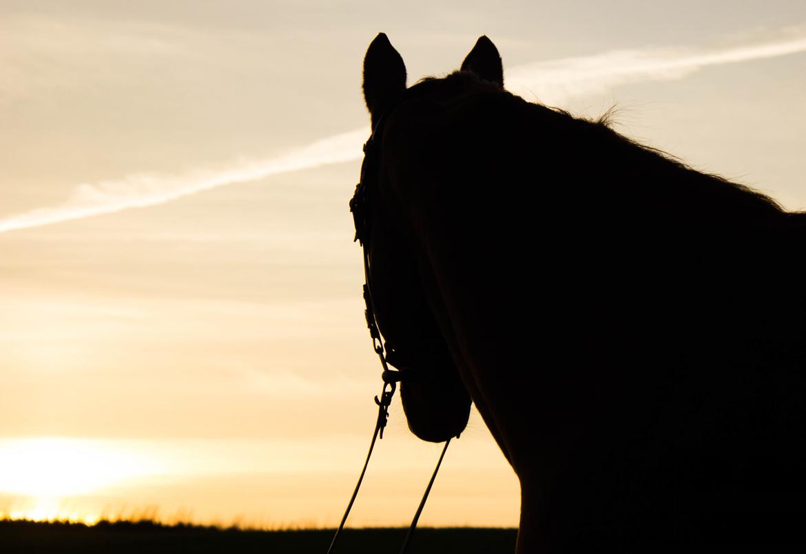 Dansk Varmblod Faberge billede 20