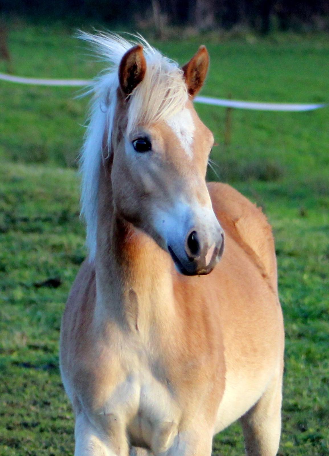 Tyroler Haflinger Belina billede 8