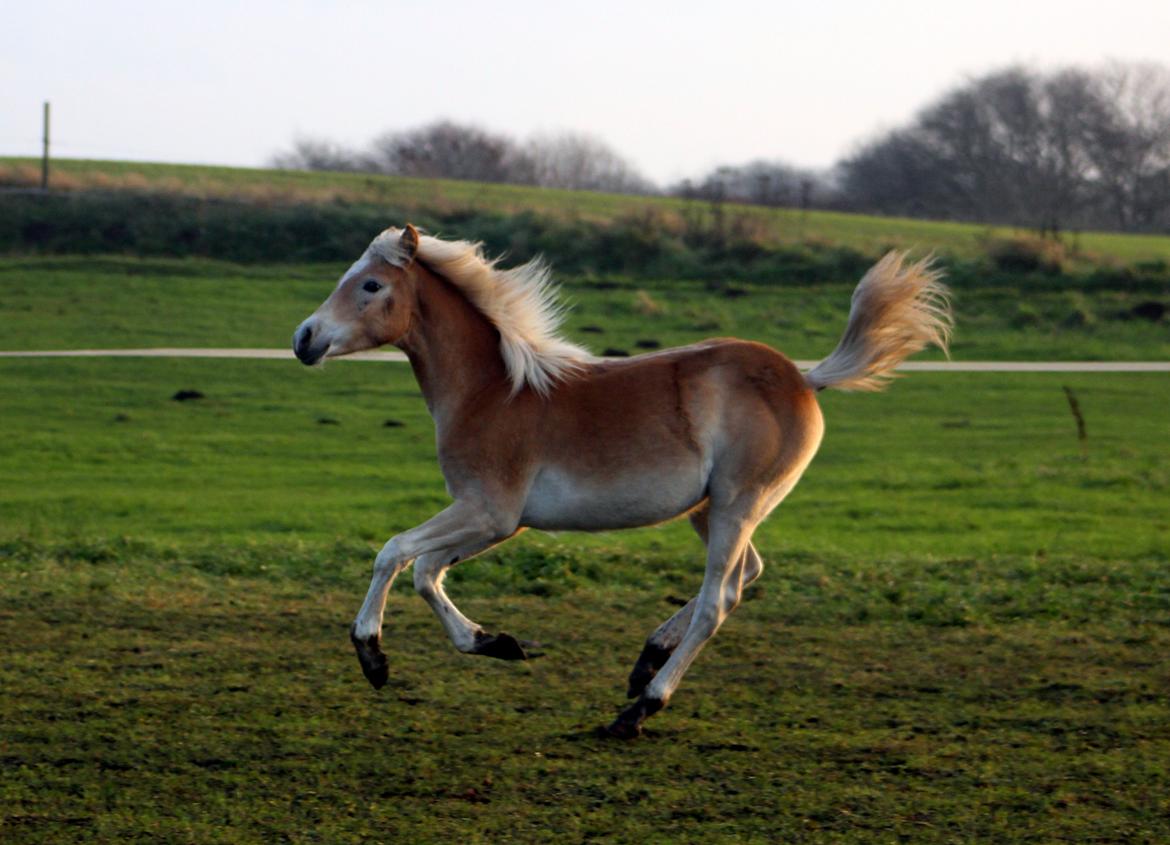 Tyroler Haflinger Belina billede 14