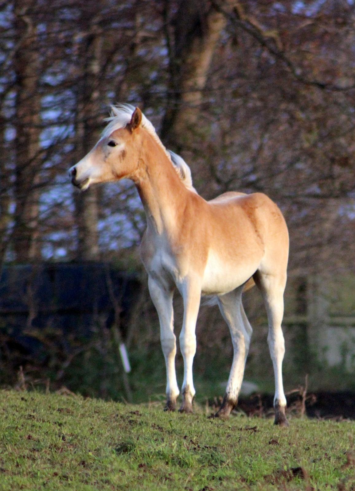 Tyroler Haflinger Belina billede 15