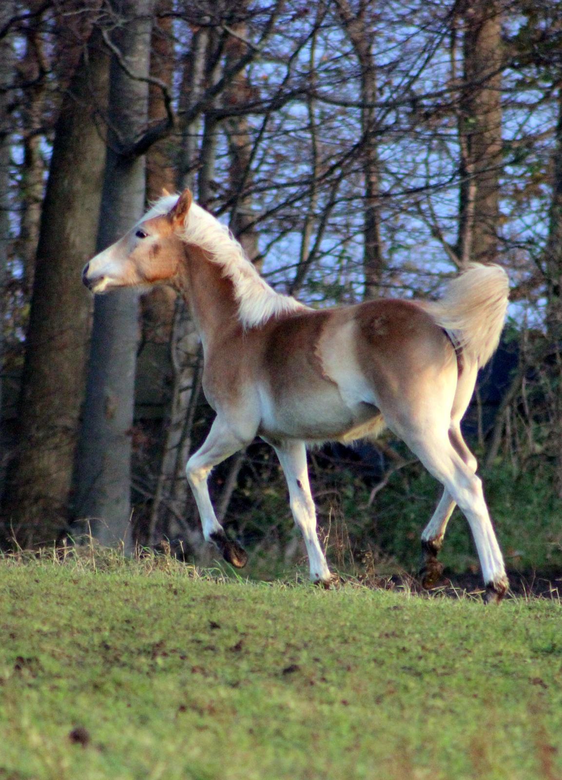 Tyroler Haflinger Belina billede 16