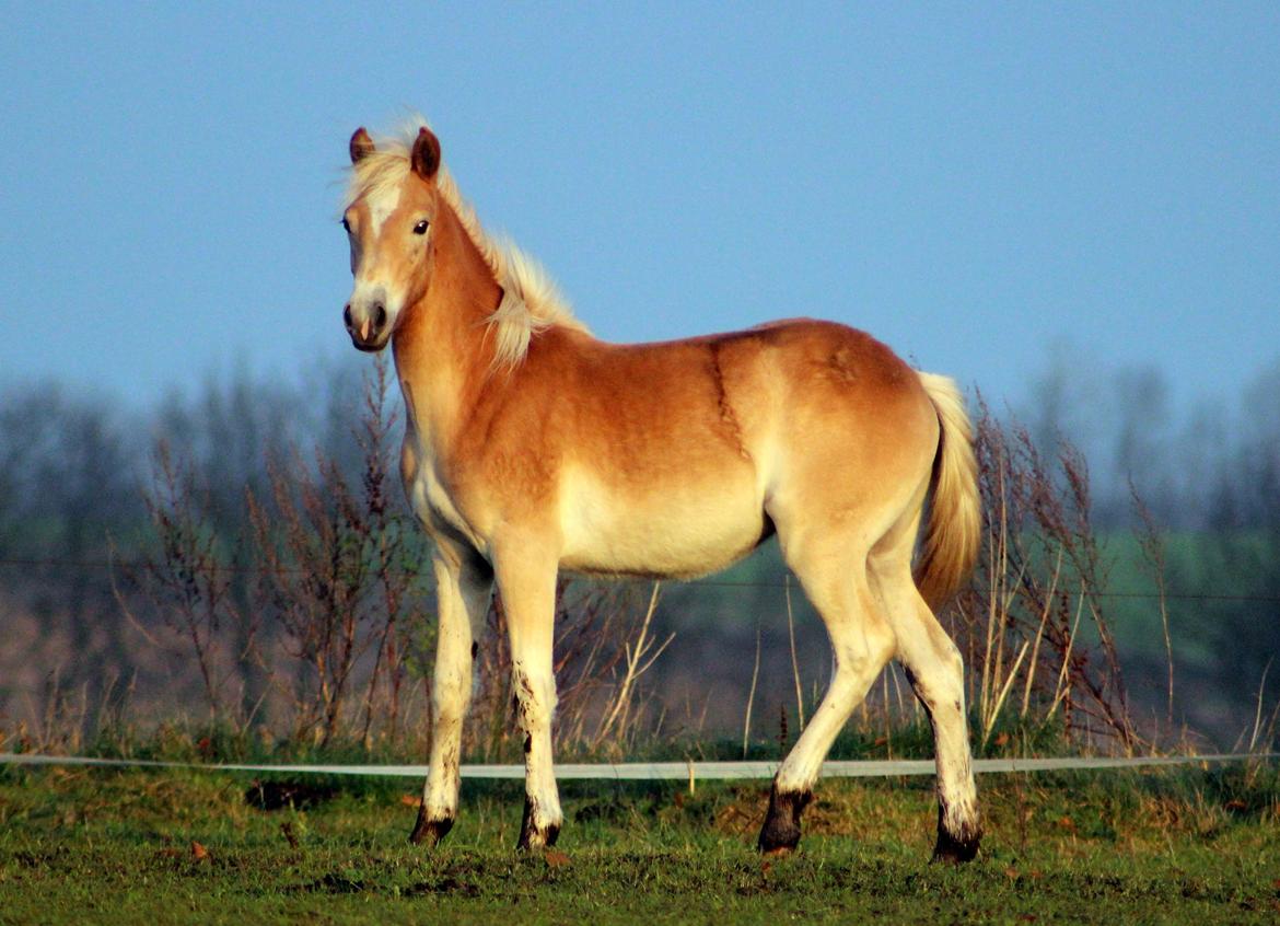 Tyroler Haflinger Belina billede 17
