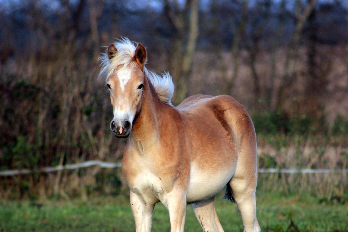 Tyroler Haflinger Belina billede 19