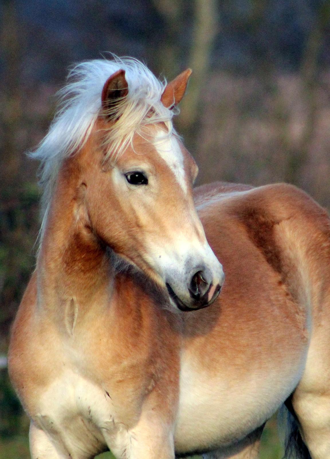Tyroler Haflinger Belina billede 1