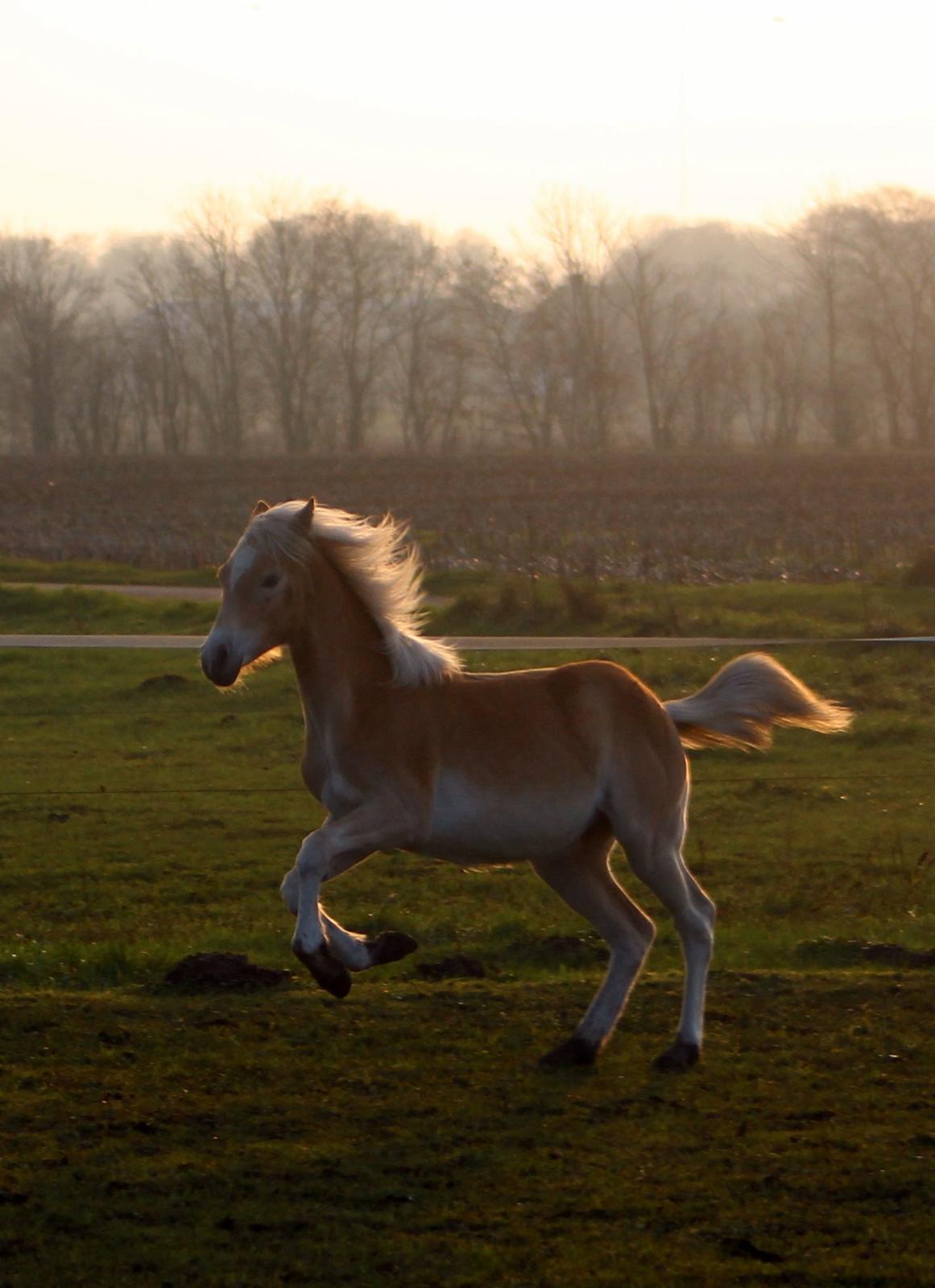 Tyroler Haflinger Belina billede 13