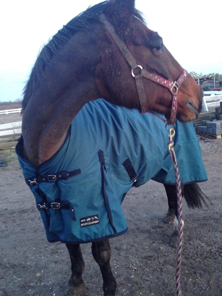 Anden særlig race Karizma (O.conner) (solgt)  - Den.27 november blev hun min.! billede 11