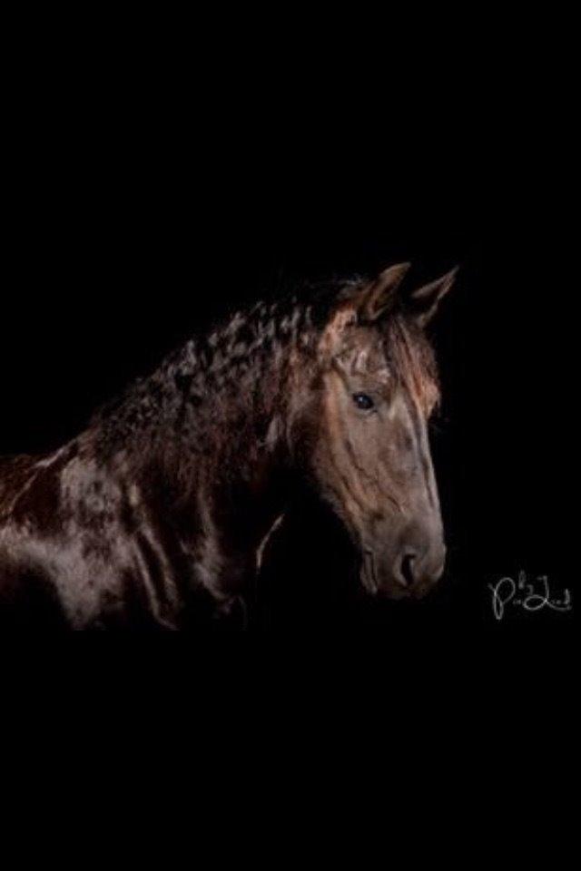 Frieser Zafir of Yderheden billede 11