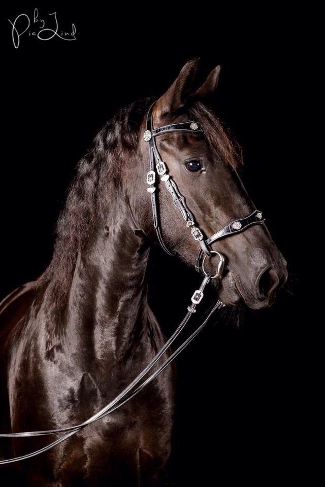 Frieser Zafir of Yderheden billede 13