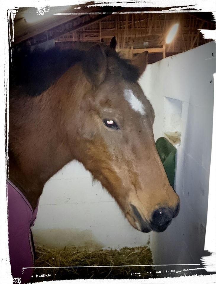 Anden særlig race Lucky billede 1