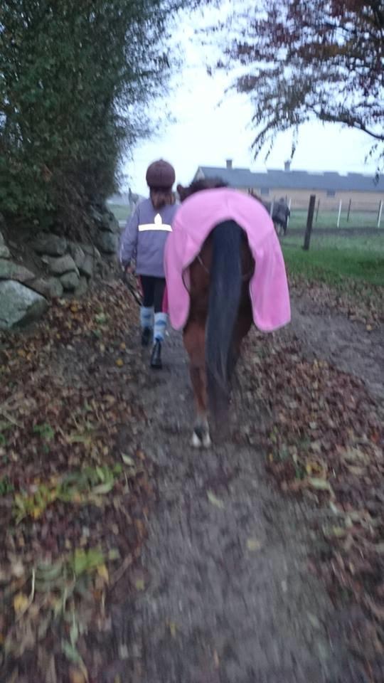 Anden særlig race Lucky billede 3