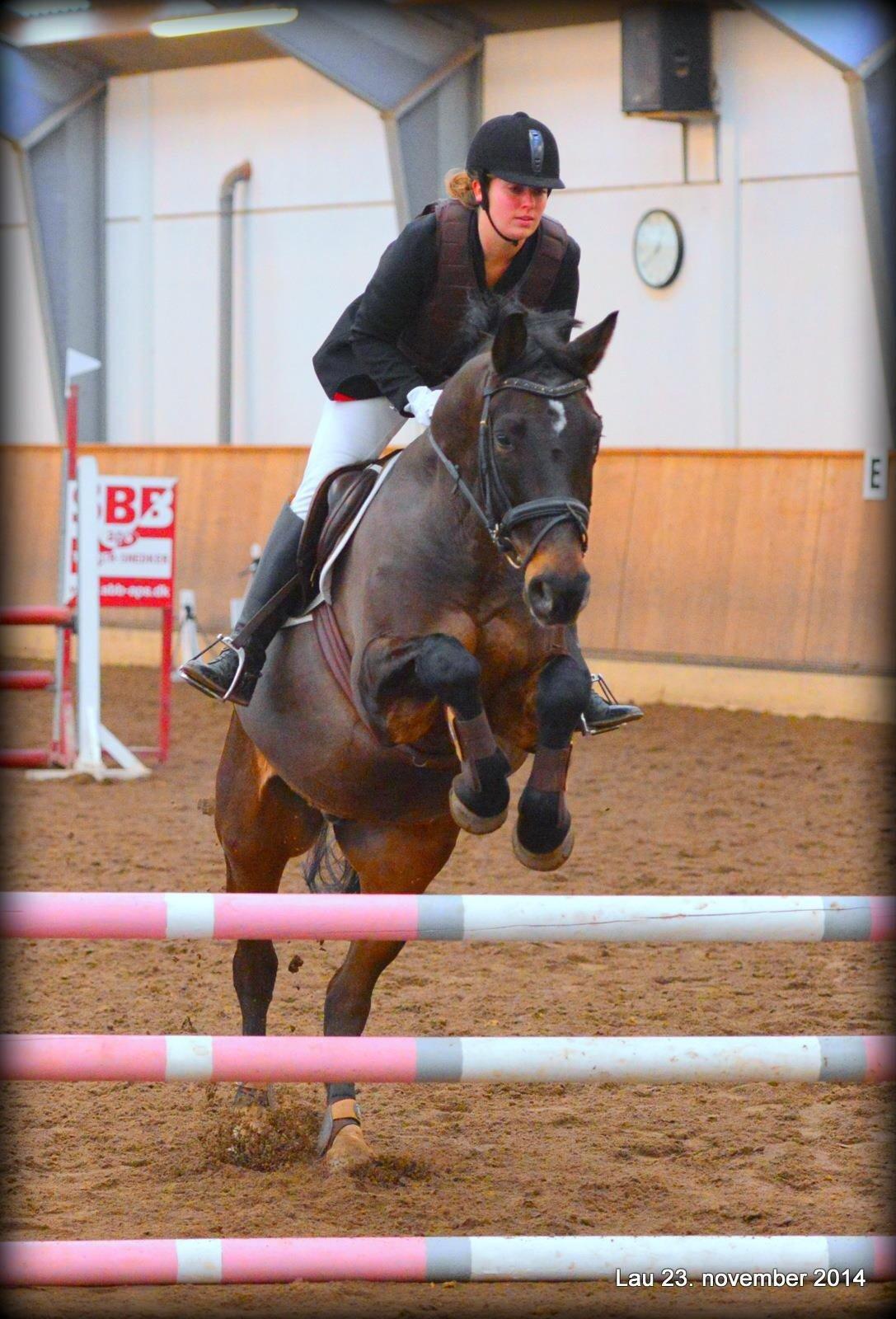 Anden særlig race Platinico billede 2