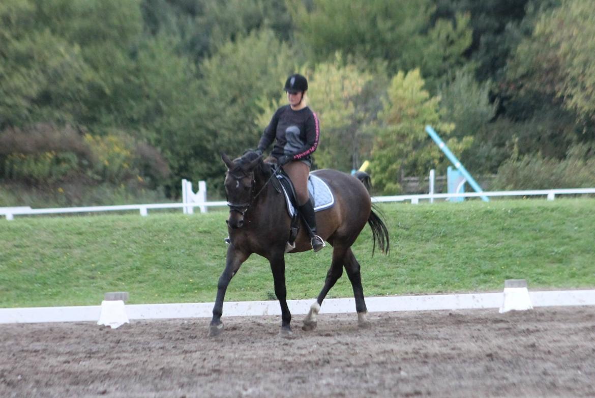 Anden særlig race Platinico billede 4