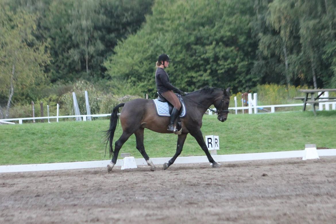 Anden særlig race Platinico billede 6