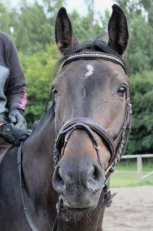 Anden særlig race Platinico billede 12