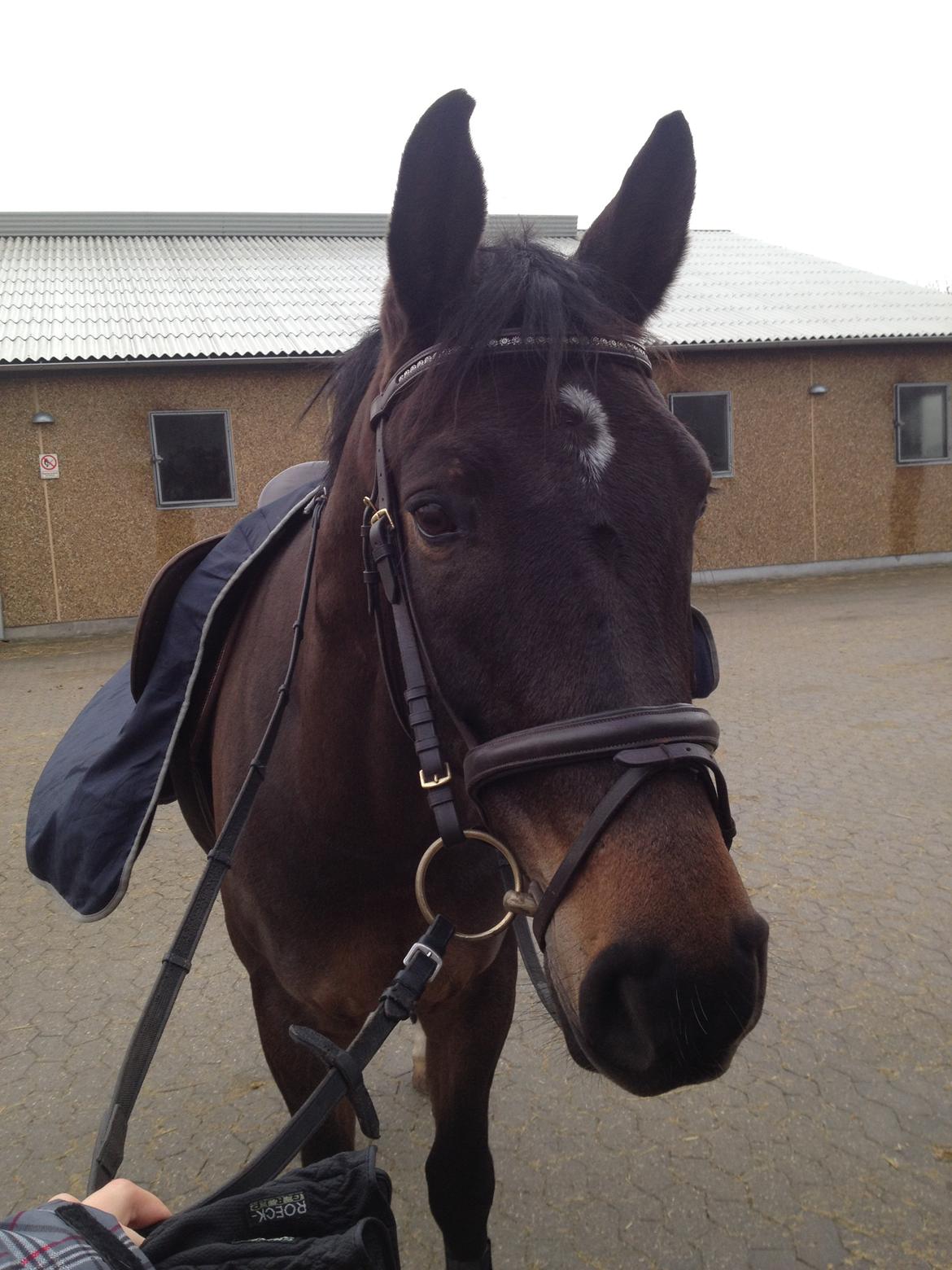 Anden særlig race Platinico billede 15