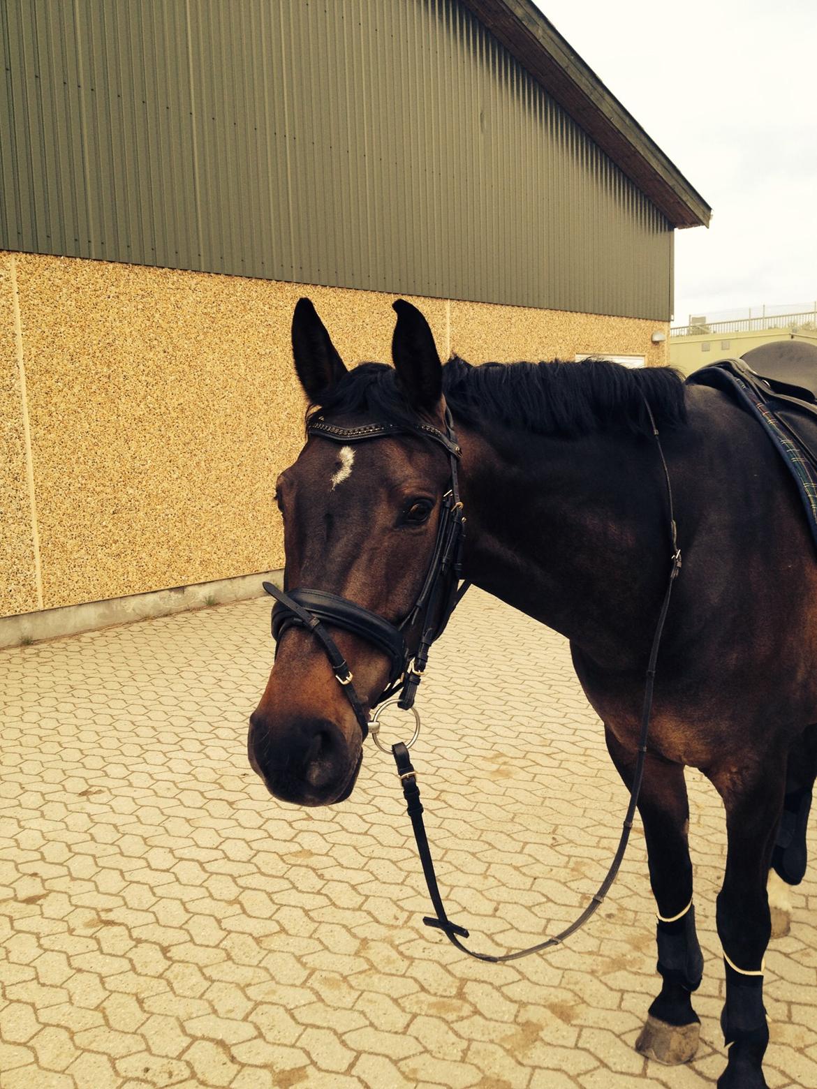 Anden særlig race Platinico billede 16