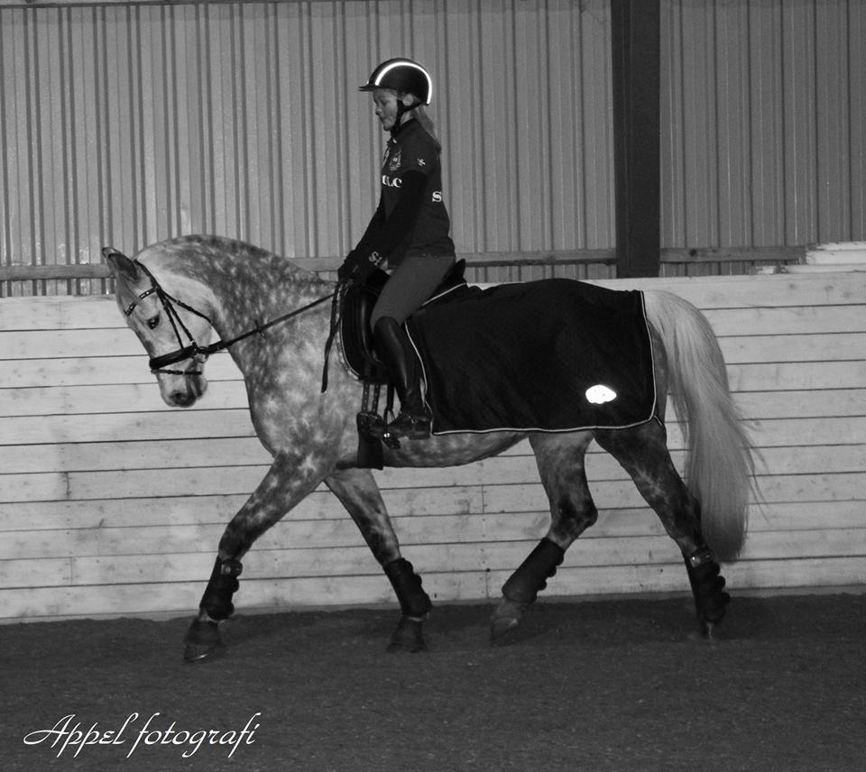 Dansk Varmblod Berenice billede 5