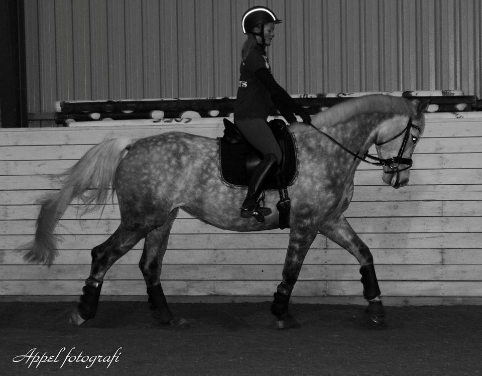 Dansk Varmblod Berenice billede 14