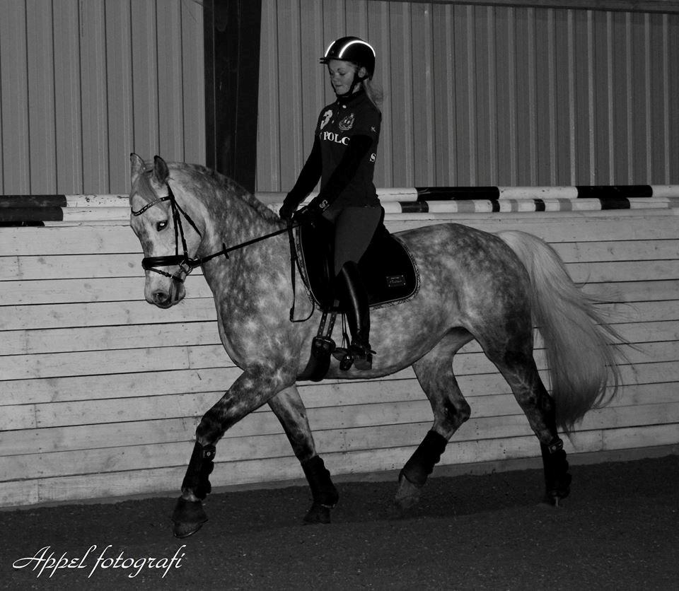 Dansk Varmblod Berenice billede 1