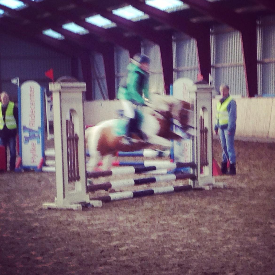 Anden særlig race Mille billede 27