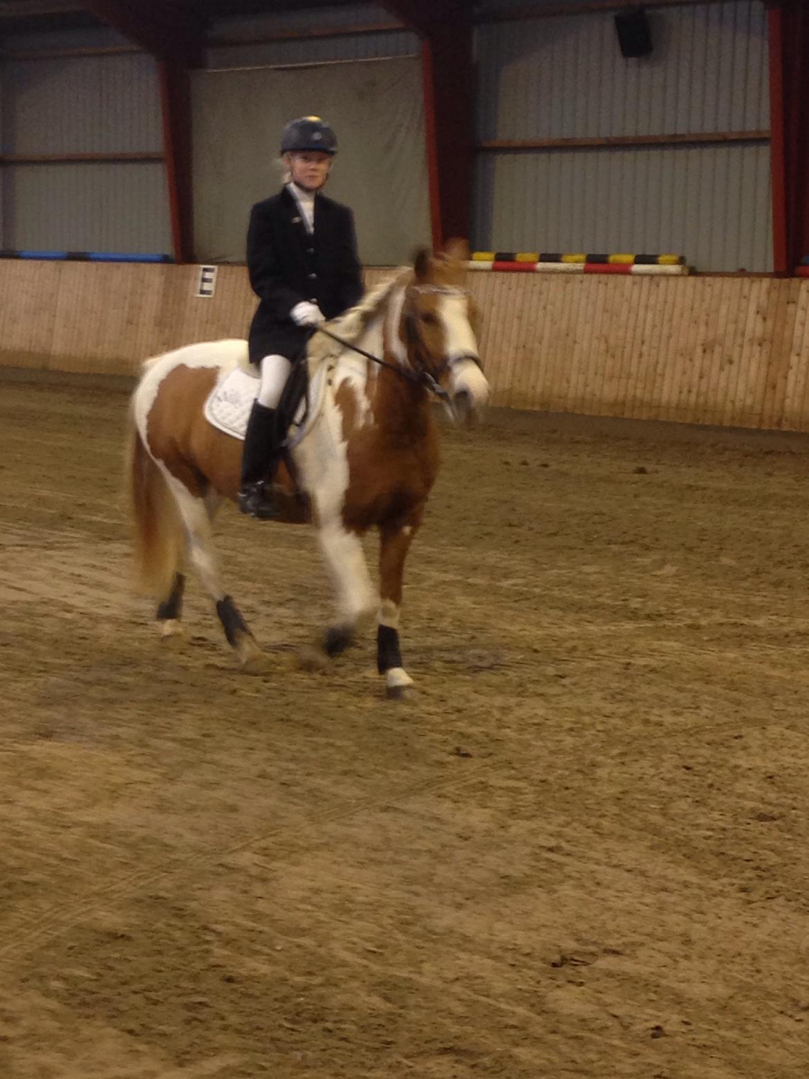 Anden særlig race Mille billede 28