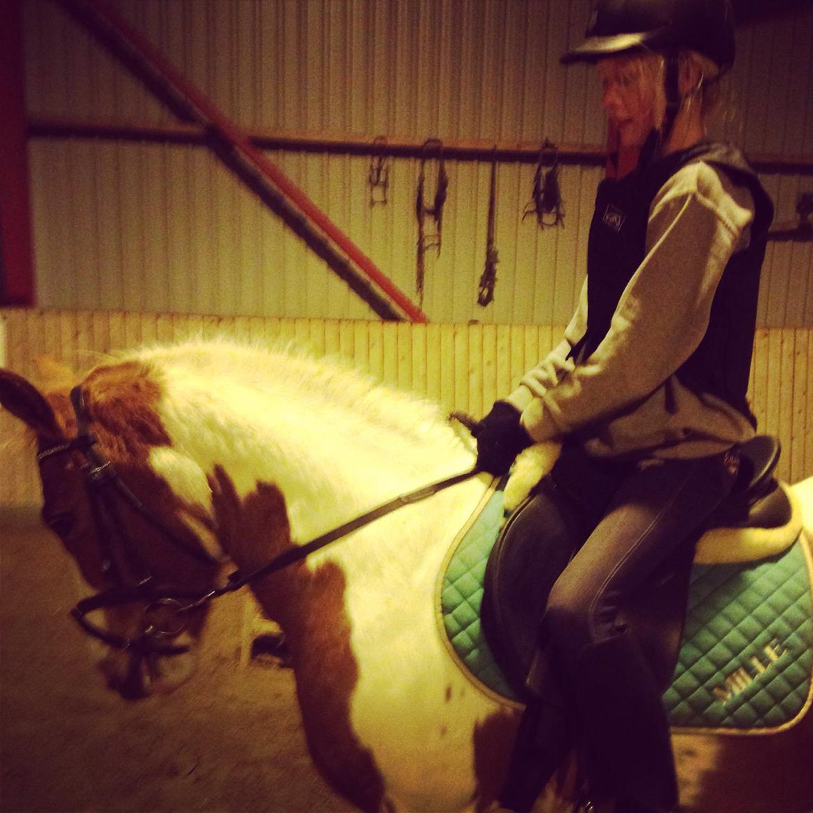 Anden særlig race Mille billede 29