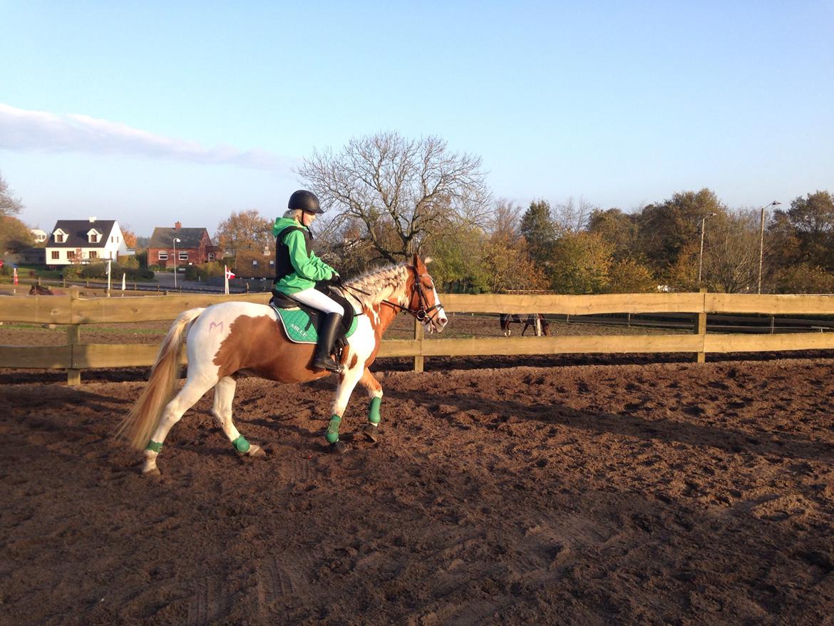 Anden særlig race Mille billede 30