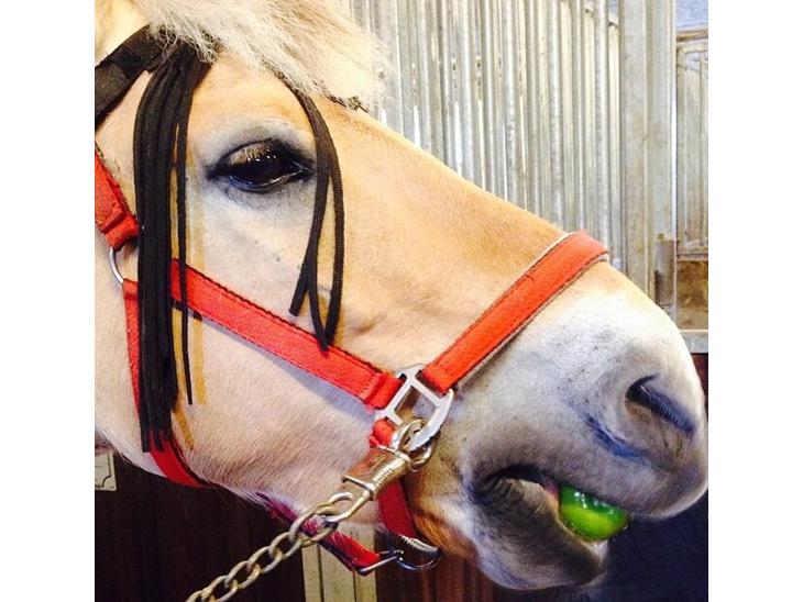 {{currentPhoto.altText}} billede {{currentPhoto.number}}