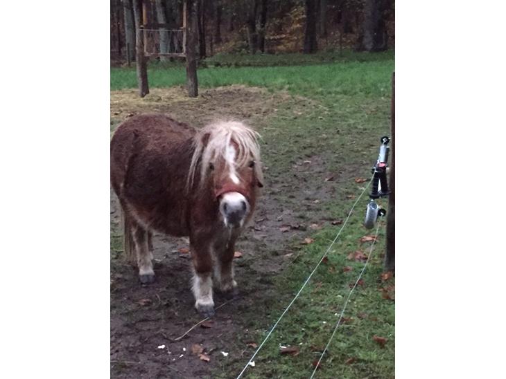 {{currentPhoto.altText}} billede {{currentPhoto.number}}