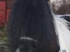 Irish Cob Mr. Sullivan *Avlshingst* [Himmelhest]