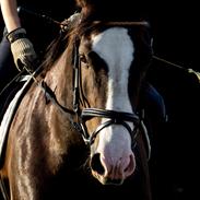 Anden særlig race Chelsey