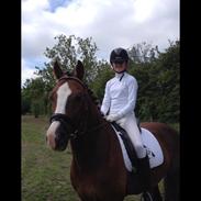 Welsh Cob (sec D) Fronerthig Prince teyrnon