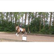 Welsh Cob (sec D) Fronerthig Prince teyrnon