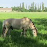 Fjordhest Ingar Halsnæs (Rideskolepony)