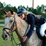 Irsk Sportspony Whos Spot On