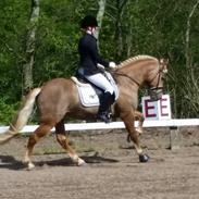 Haflinger Aurel II aka. "Gutten"