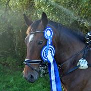 Anden særlig race Kodeina