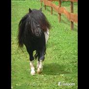 Shetlænder Stjernens Icemann