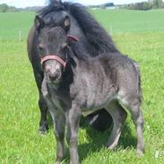 Shetlænder Iglsø's Zia