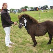 Shetlænder Iglsø's Zia