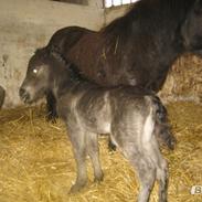 Shetlænder Iglsø's Zia