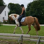 Anden særlig race Felix