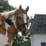 Anden særlig race Felix