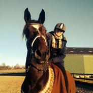 Anden særlig race Malpa [Himmel hest]