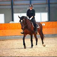 Anden særlig race Malpa [Himmel hest]