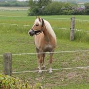 Haflinger Lounet`s Addi