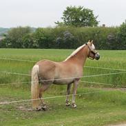 Haflinger Lounet`s Addi