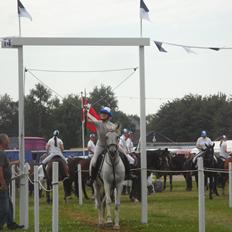 Arabisk fuldblod (OX) Madeline OX (Ringridderhest)