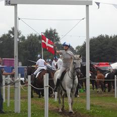 Arabisk fuldblod (OX) Madeline OX (Ringridderhest)