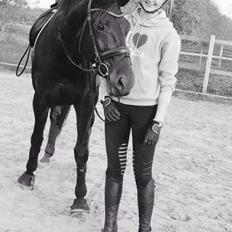 Dansk Varmblod Danglo's Omega